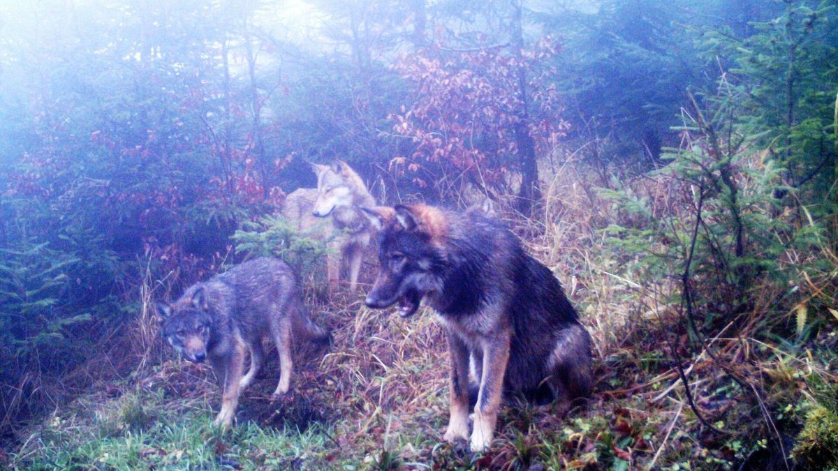 Skolil vlka a ukryl ho v mrazáku. Nový šéf Tatranského národního parku ve funkci skončil